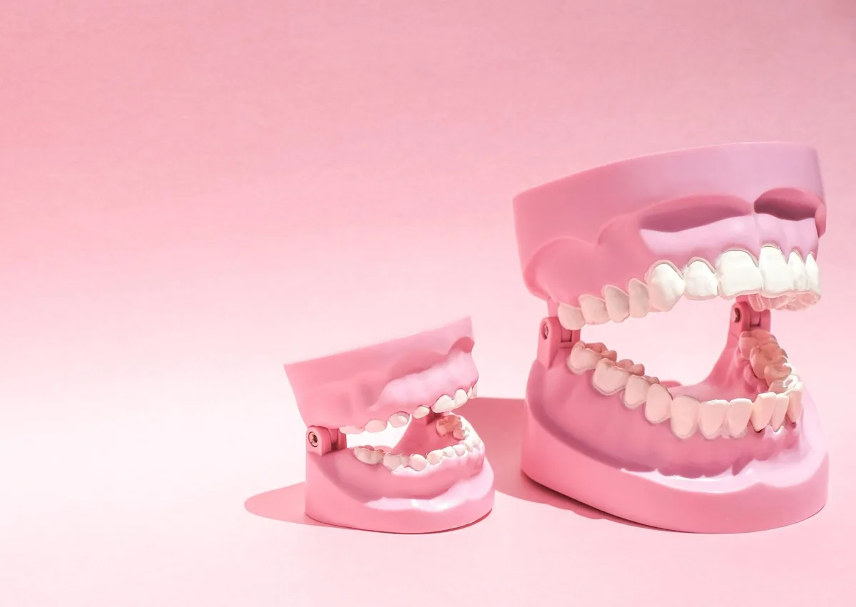 Dental models showing adult and child teeth to illustrate how many teeth humans have.